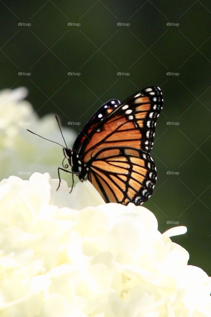 Monarch morning
