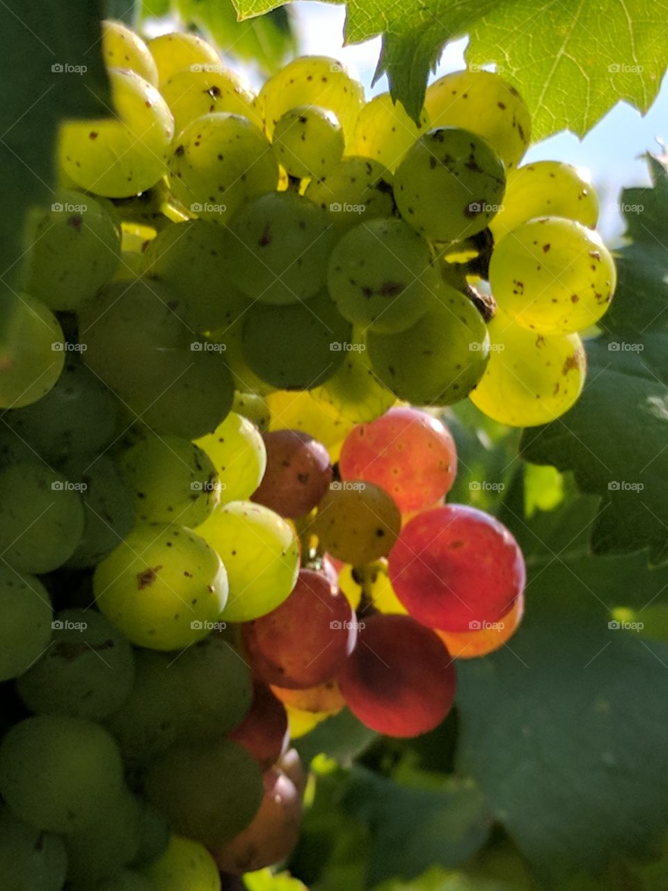 changing grapes