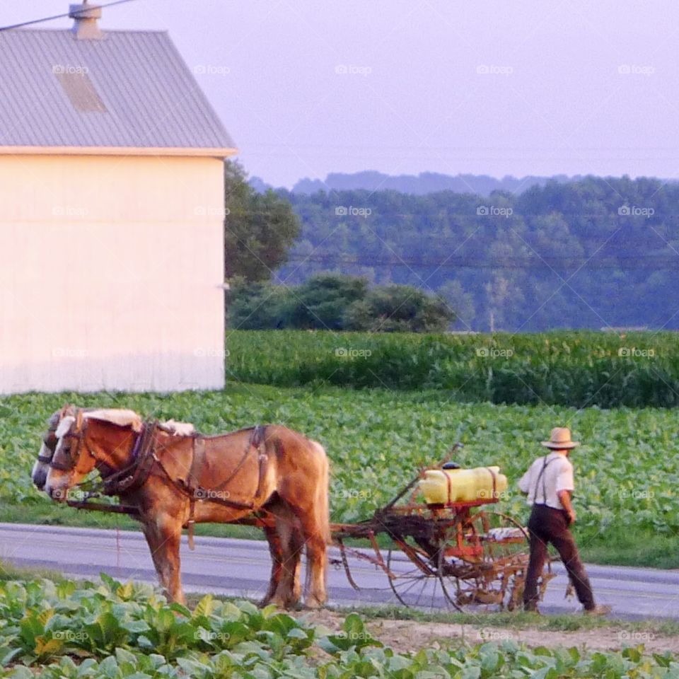 Amish Country 