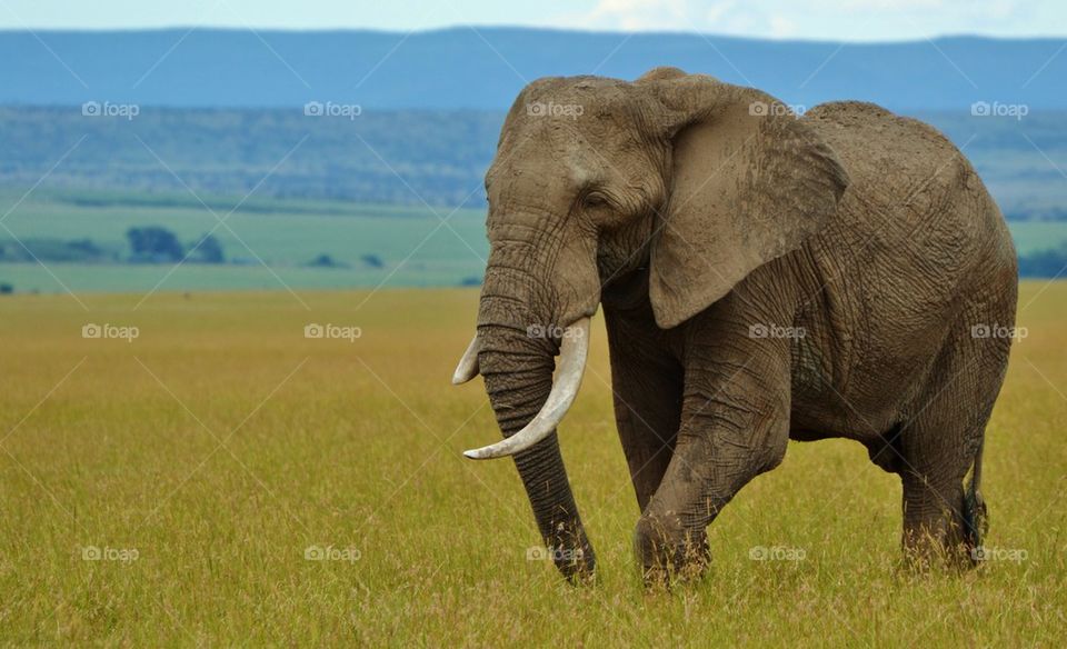 African Elephant in Kenya