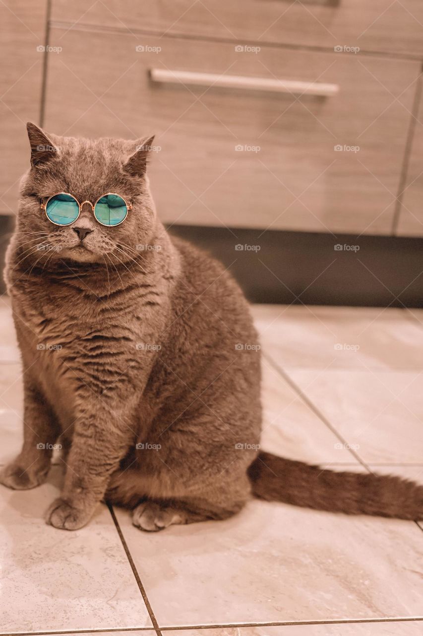 Styling  cat with sunglasses