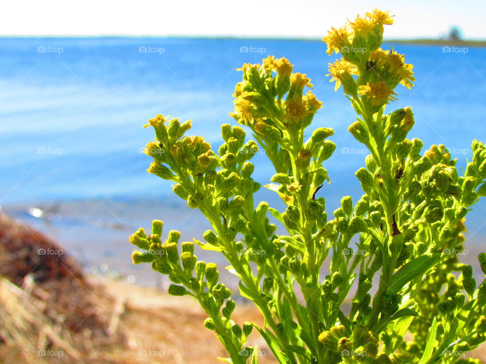 Green, plants , beach 