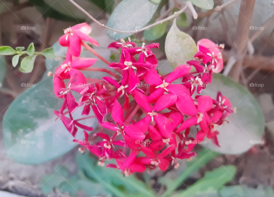Beautiful Red Flower