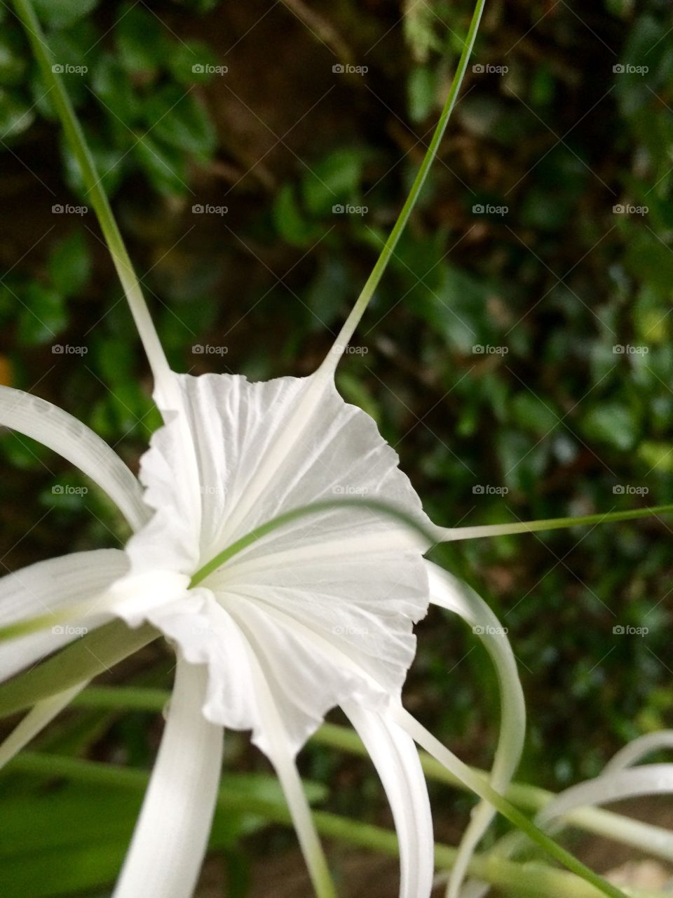 Foto flor branca de perto 