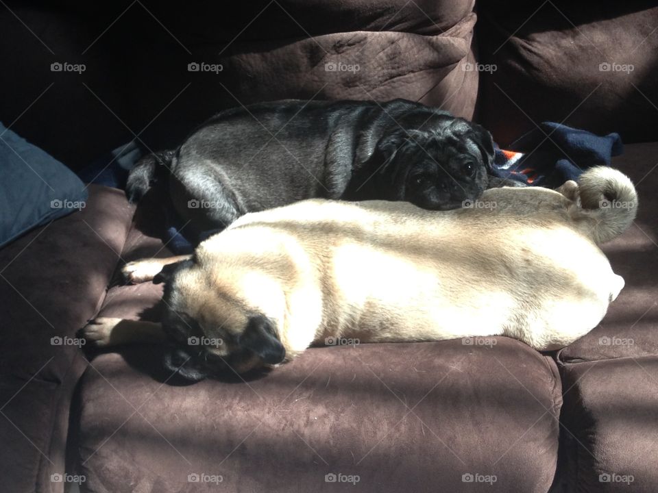 Lazy Pugs