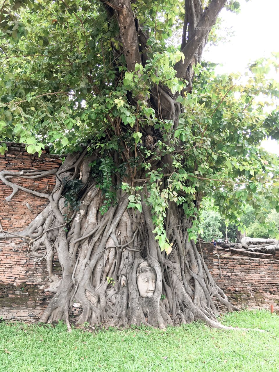 Ayutthaya,thailand - June 08 2019: An interesting point for tourists is the head of the Buddha statue at the root of the pipal tree. It is assumed that the storm was blown to the growing tree spot.