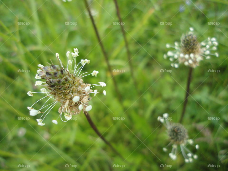 Nature, Grass, Flora, Summer, Field