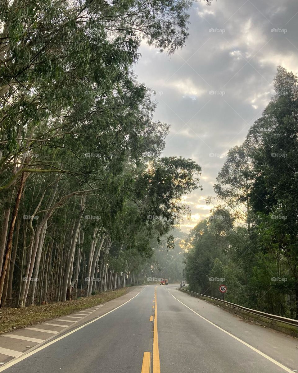 A rodovia perfumada!
Em Itatiba, próximo à Fazenda Palmeiras, o trecho que margeia a pista é repleto de cheirosos eucaliptos. Com o vidro aberto, você sente a fragrância deles.