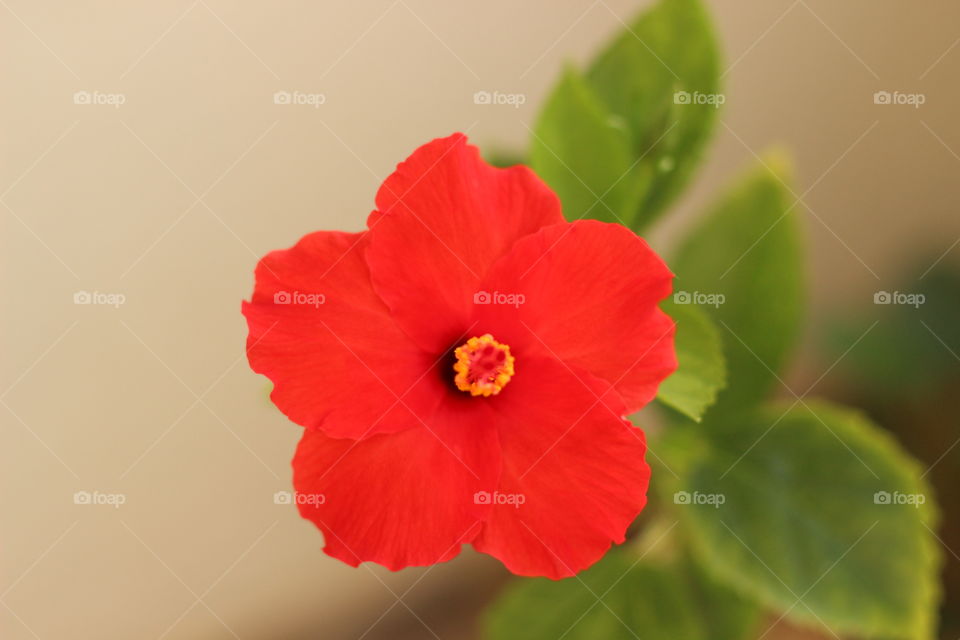 Red hibiscus