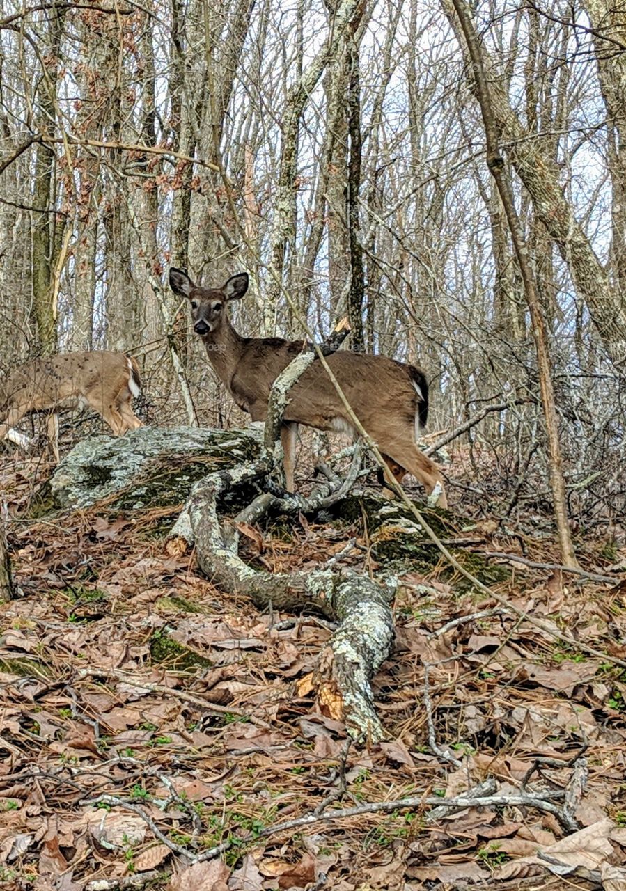 deer on mountain