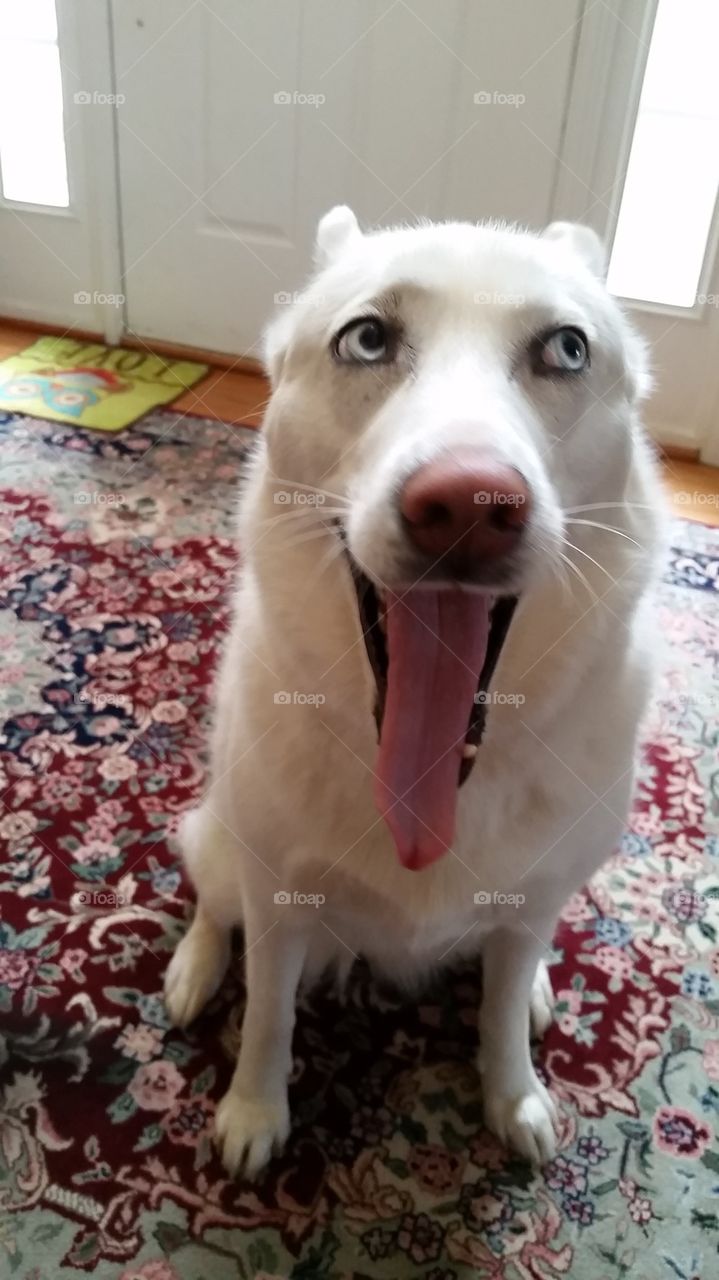 White Dog Long Tongue