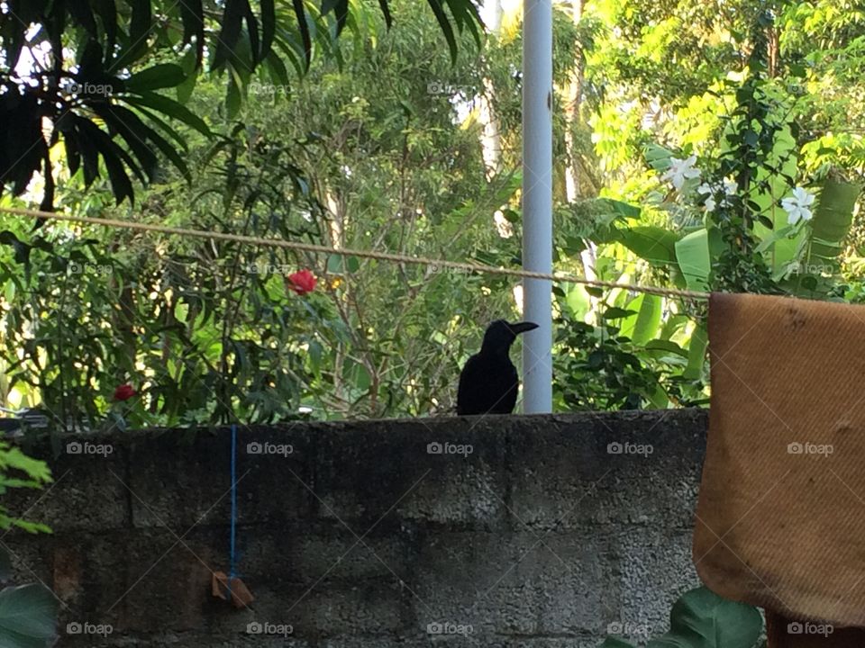 Crow in the backyard 