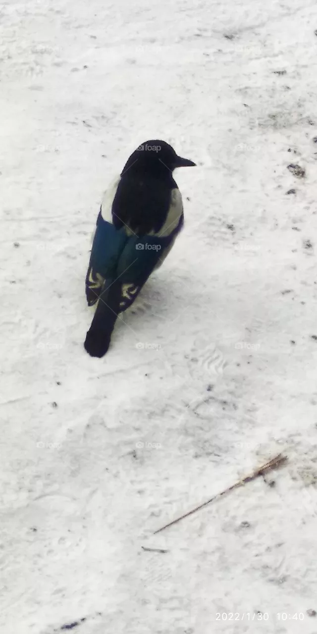 snow 🐦