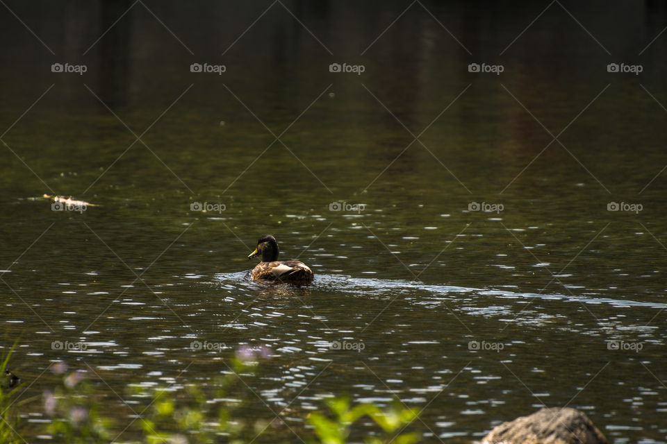 Duck swimming away on this beautiful green lake.