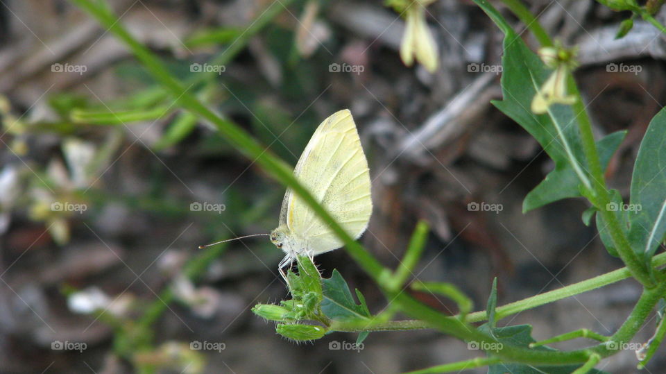 Butterfly. White Butterfly 
