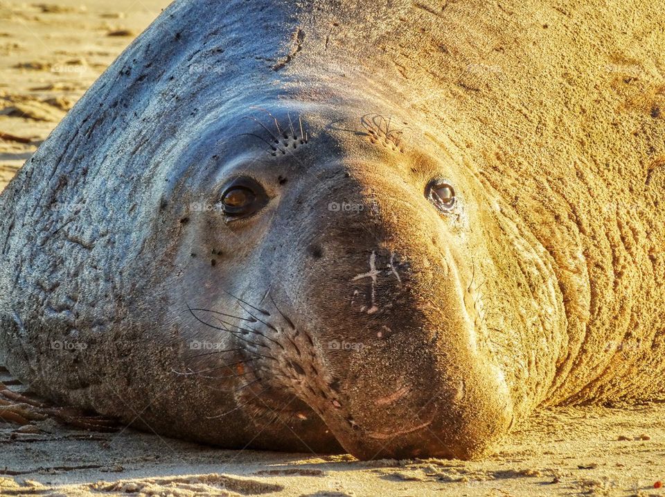 Male Elephant Seal In Breeding Season. California Elephant Seal