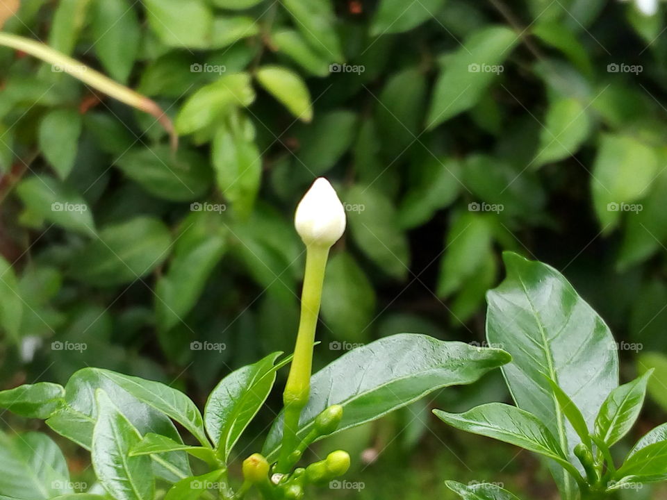 flowerbud