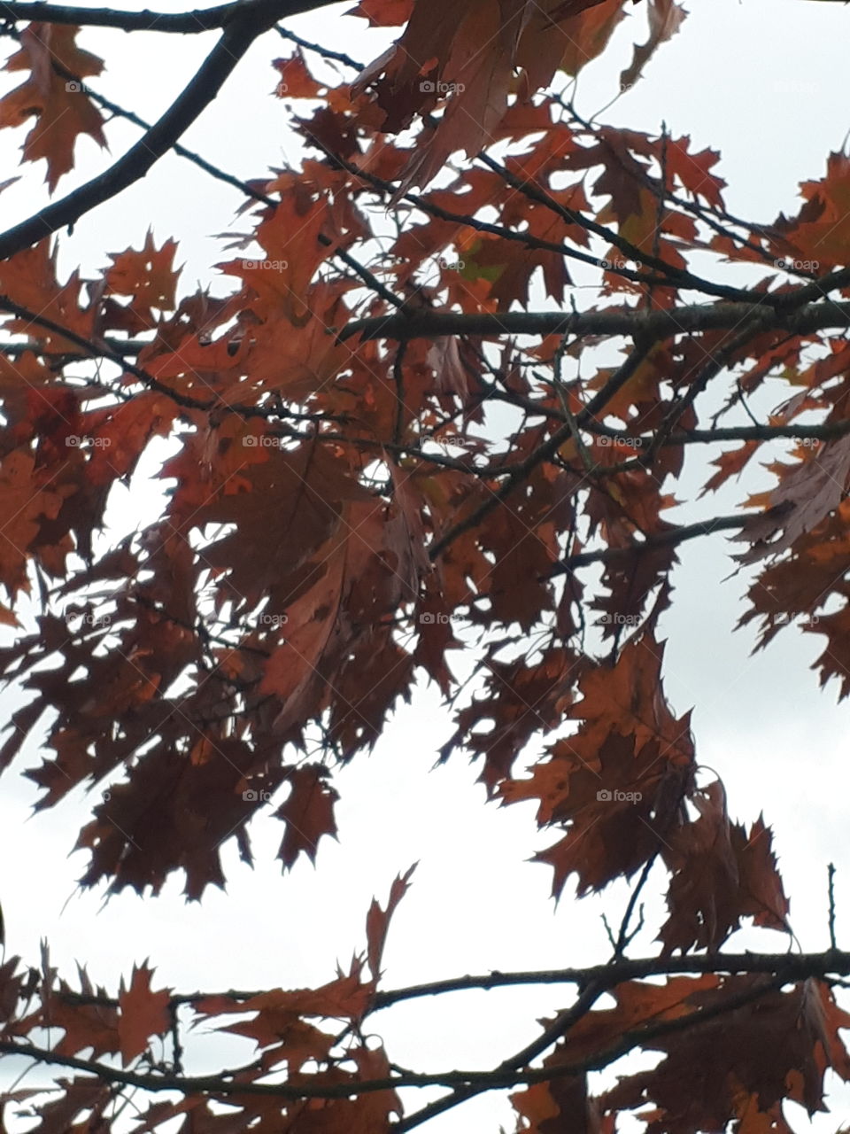 Fall, Leaf, No Person, Tree, Outdoors