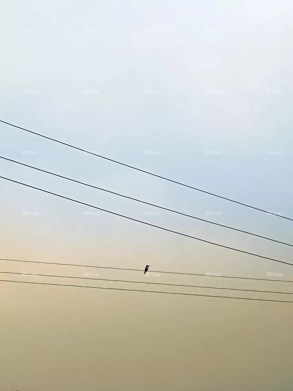 # Sparrow picture
