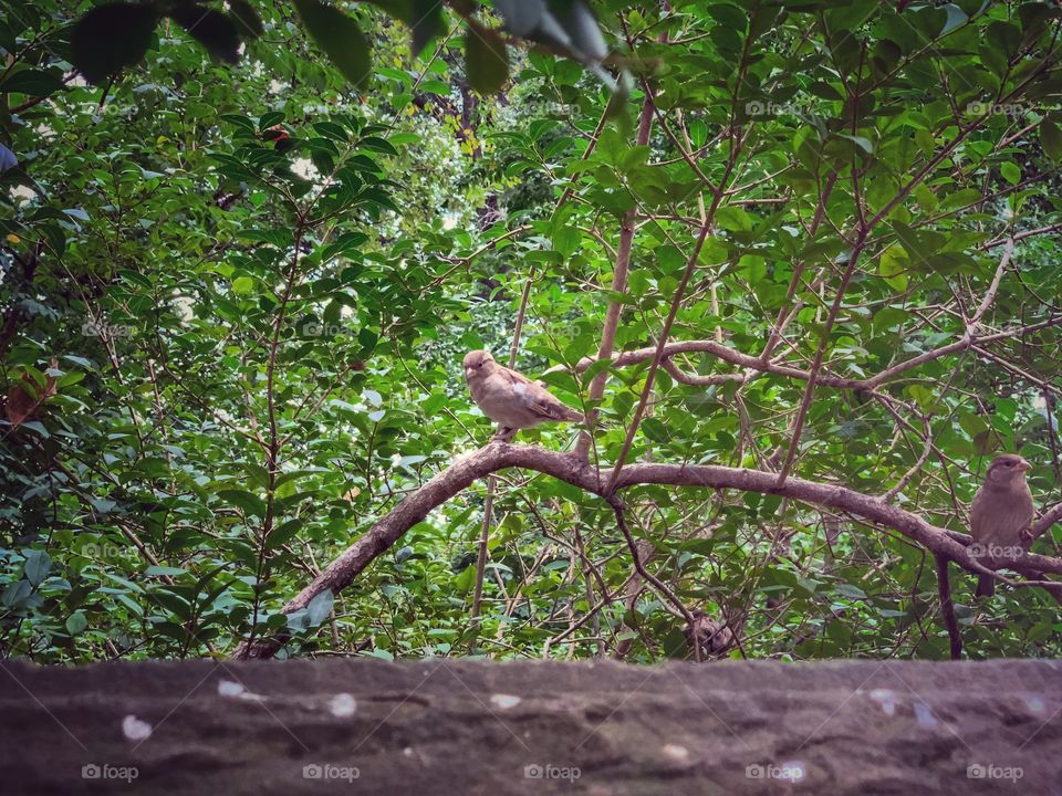 Two sparrows standing in the branch. Getting together in the afternoon season.