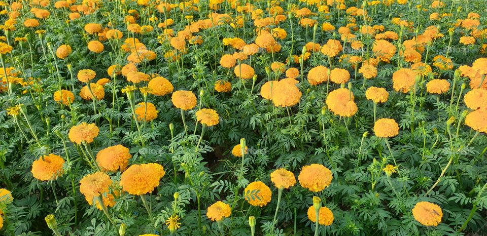 Marigold flower