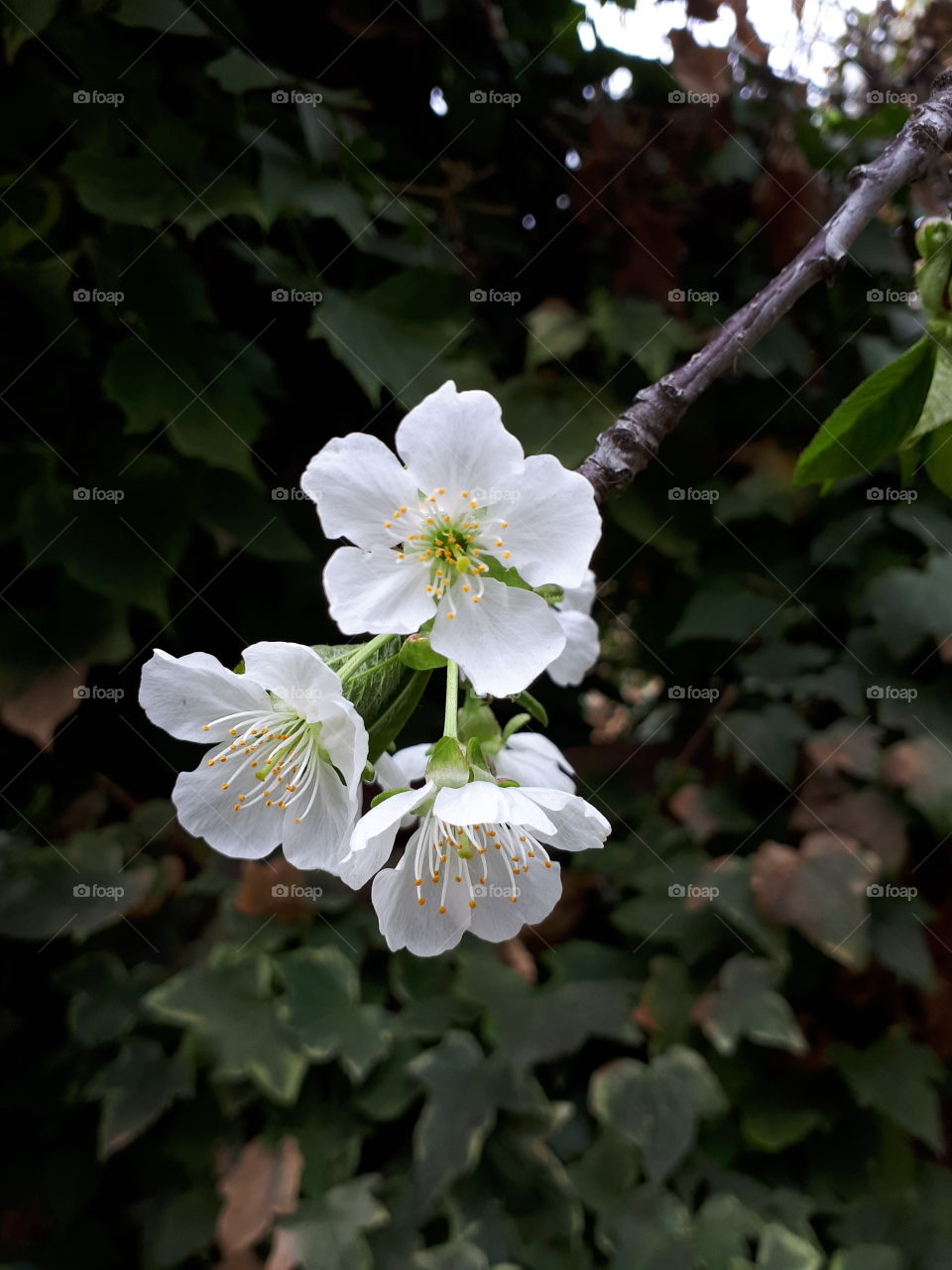 Four open cherry blossoms against ivy