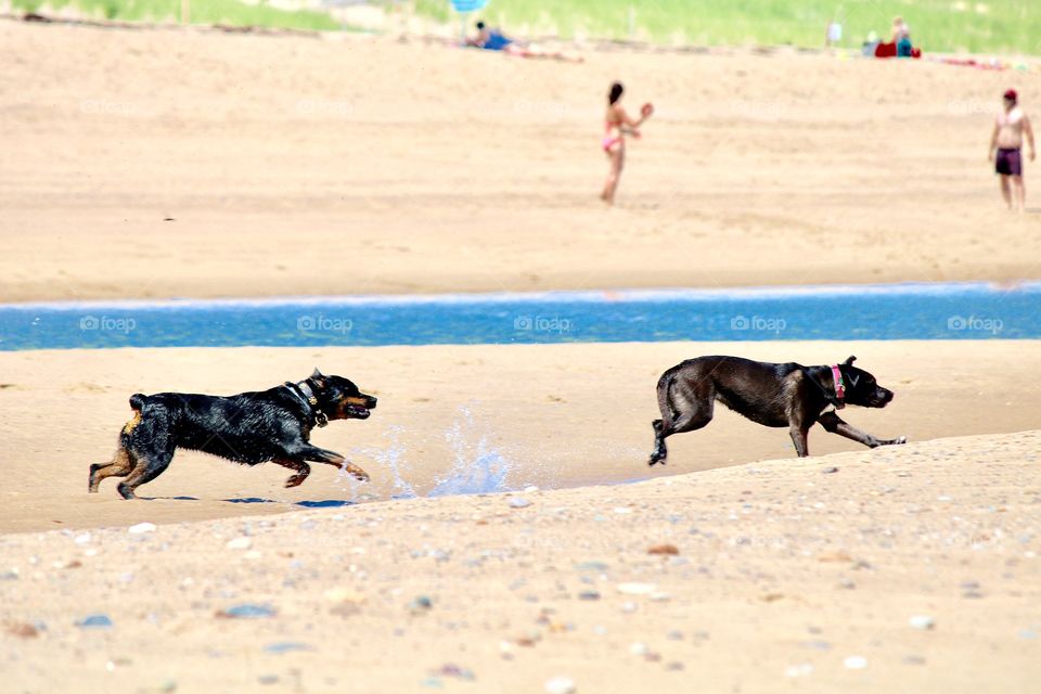 Dogs playing on the beach 