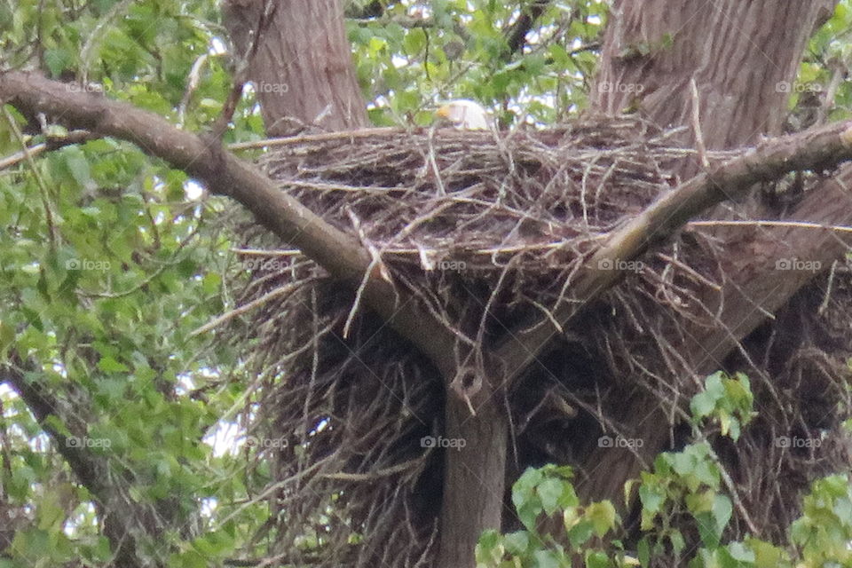 Peek a boo eagle's nest 