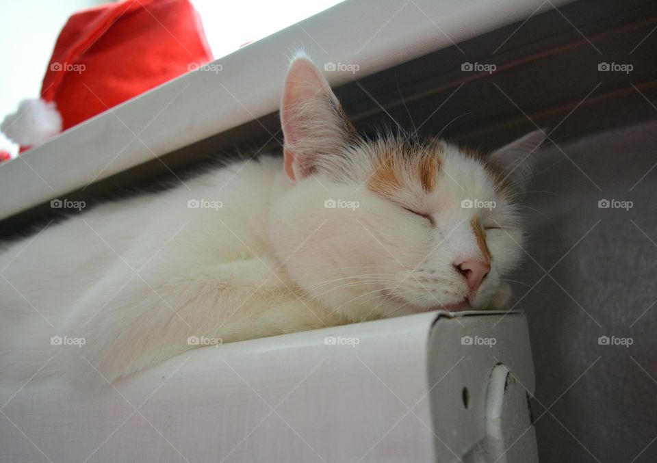 Cat, Mammal, Kitten, Portrait, Pet