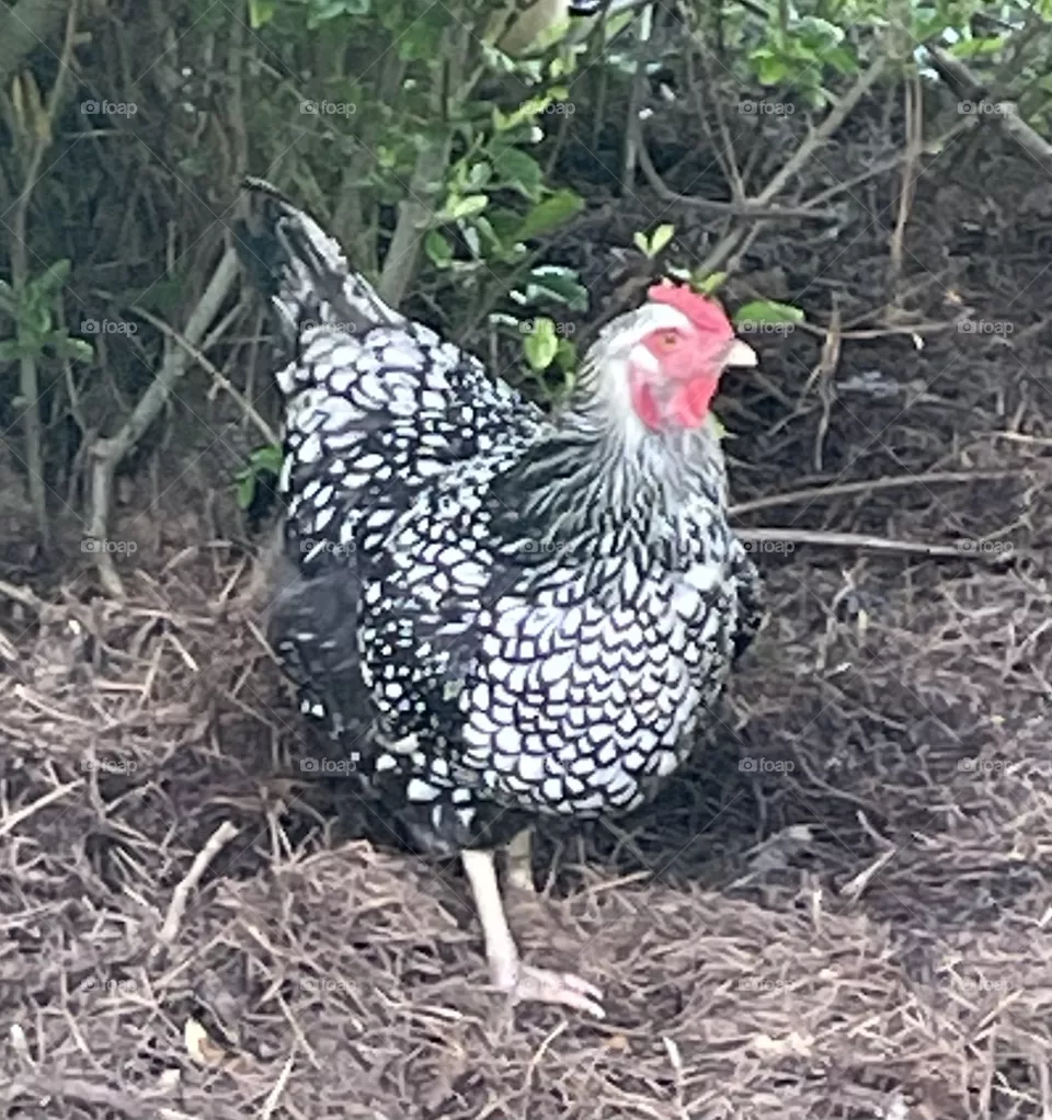 Young Rooster Little Man