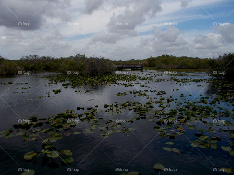 Dark bush . In springtime 
