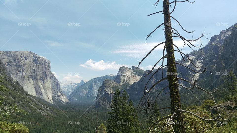tree trunk silhouetted in front of iconic Yosemite valley view