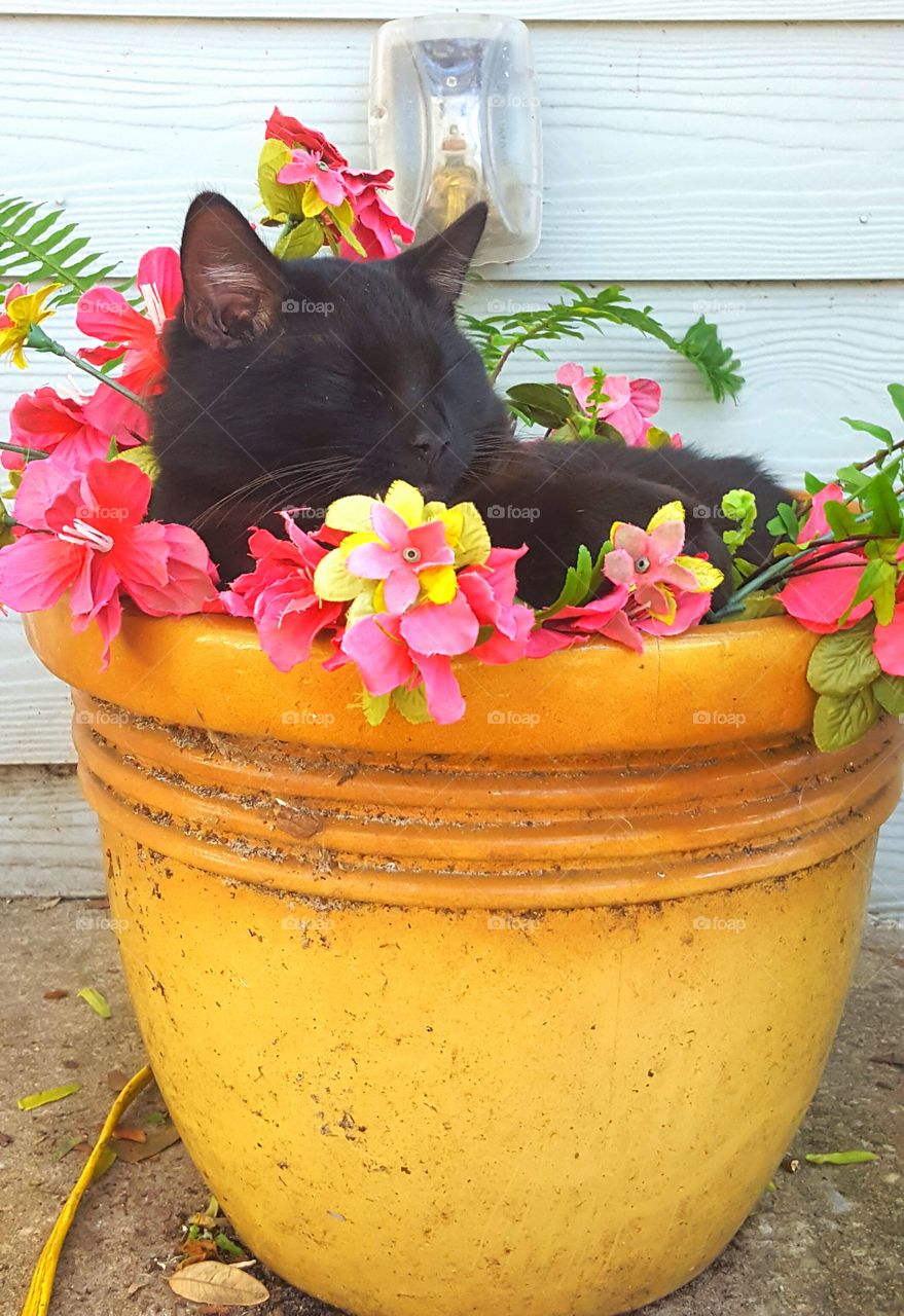 "Bob " resting in the flower pot