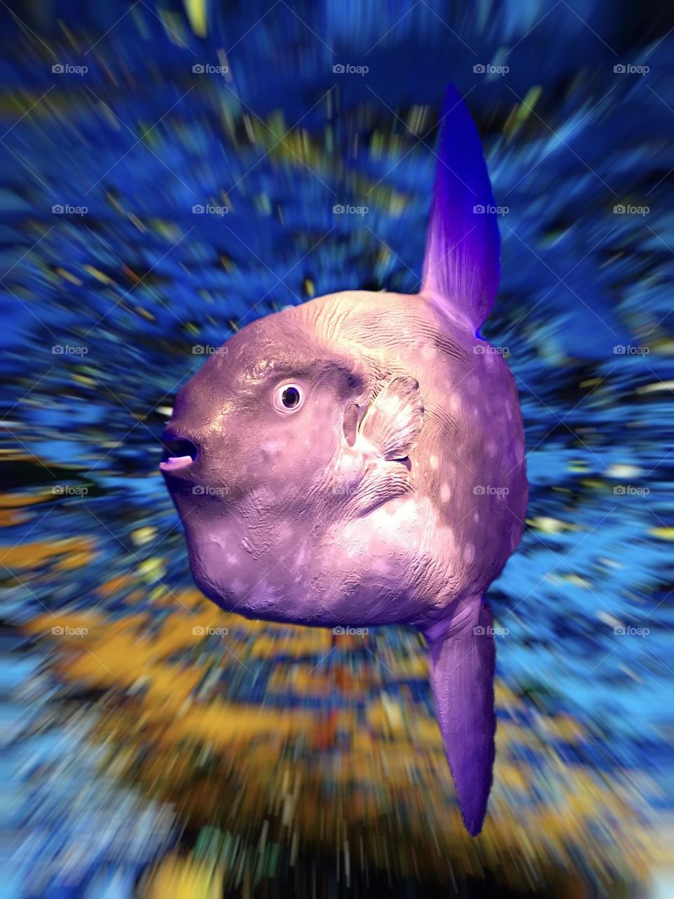 life-size replica of the moon fish at the sea museum in Rio Grande do Sul, Brazil