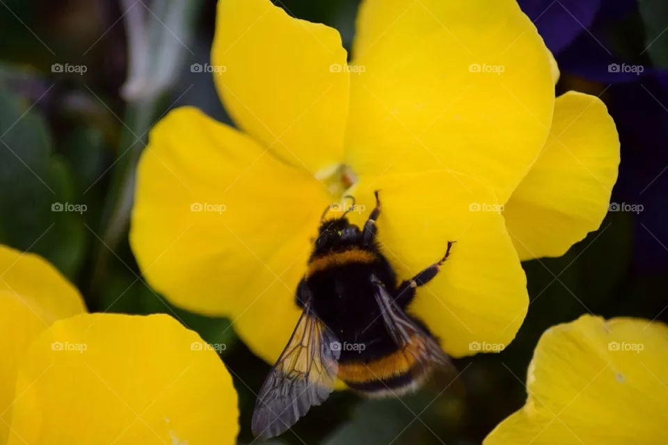 Bumblebee