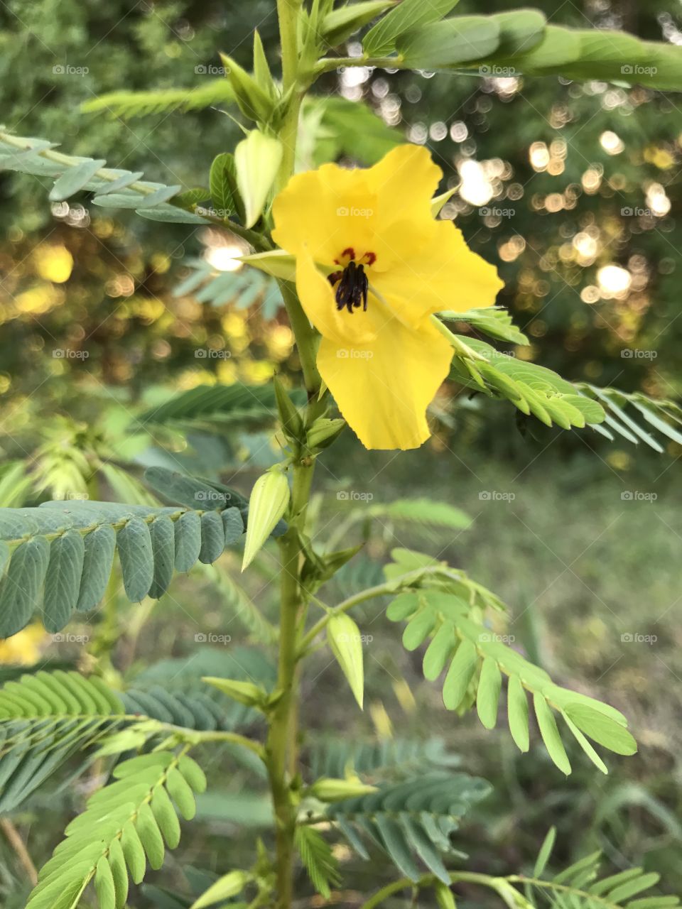 Honey Locust? Locust?