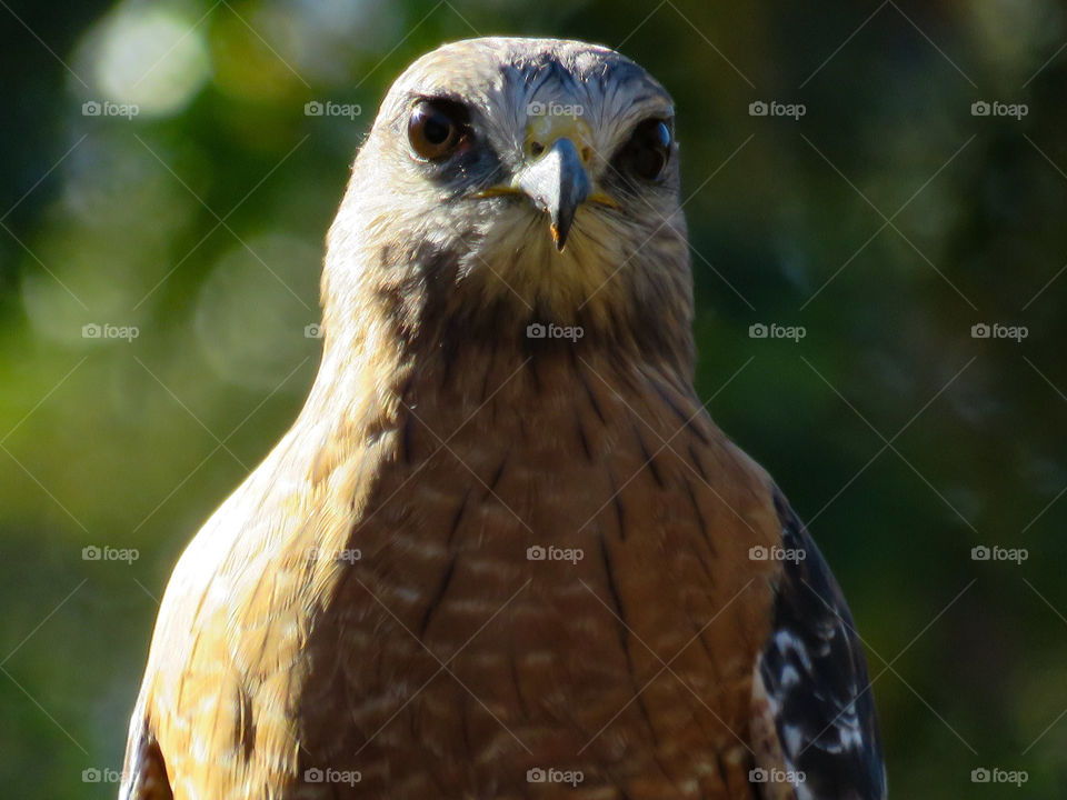 Portrait of a red-shouldered hawk