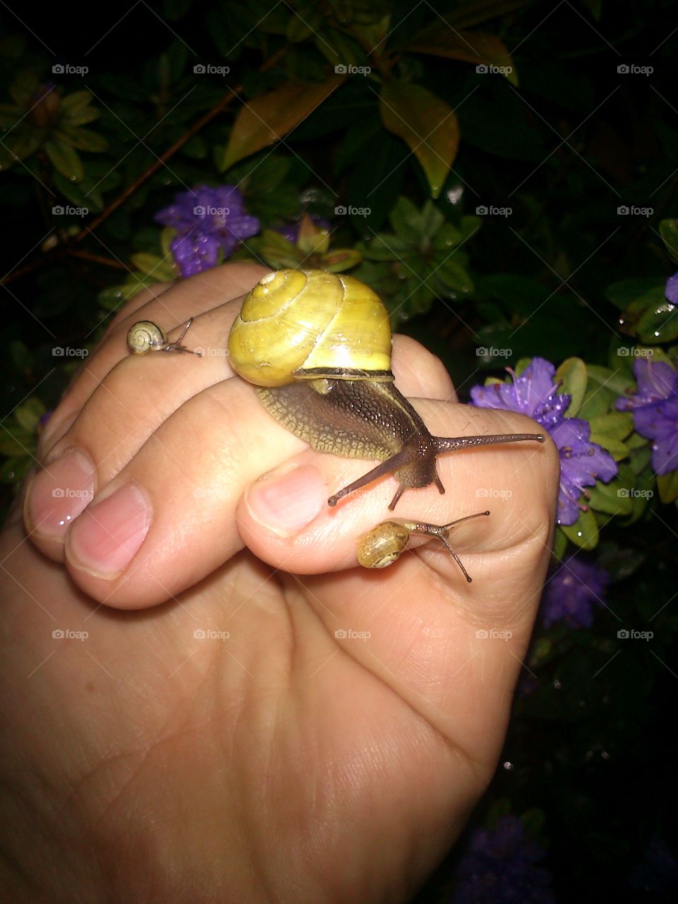 Small snail on the hand