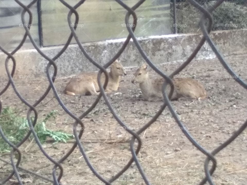 Jamshedpur zoo