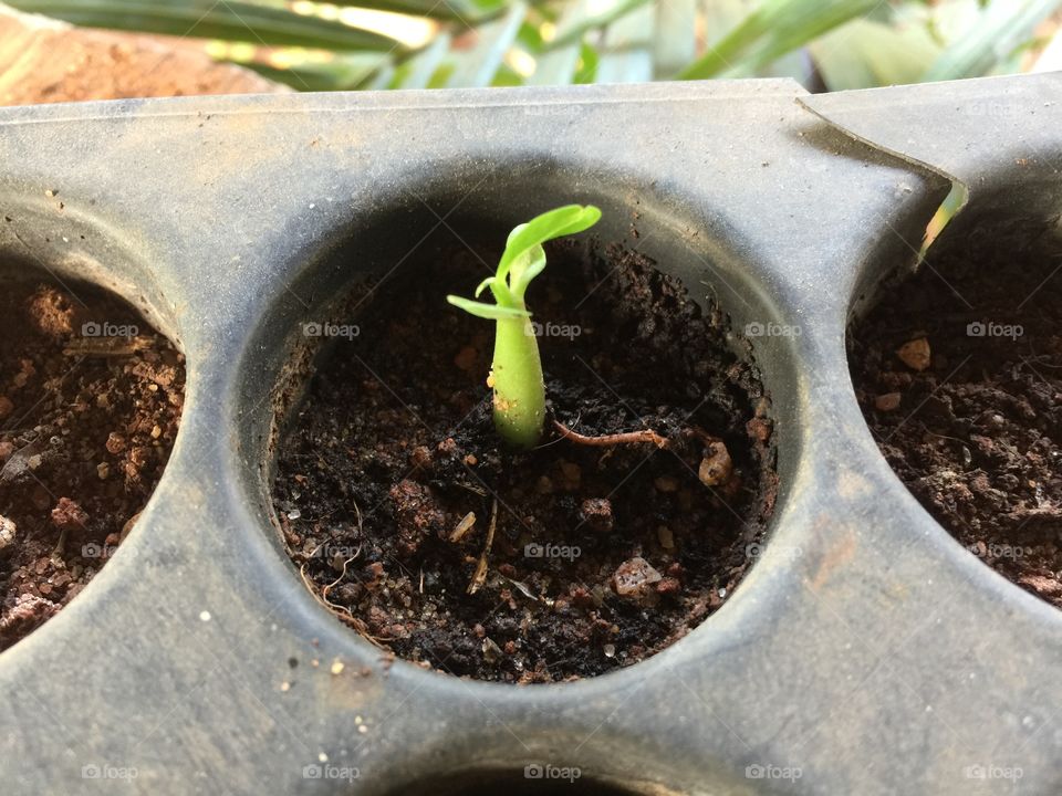 Growing plant 