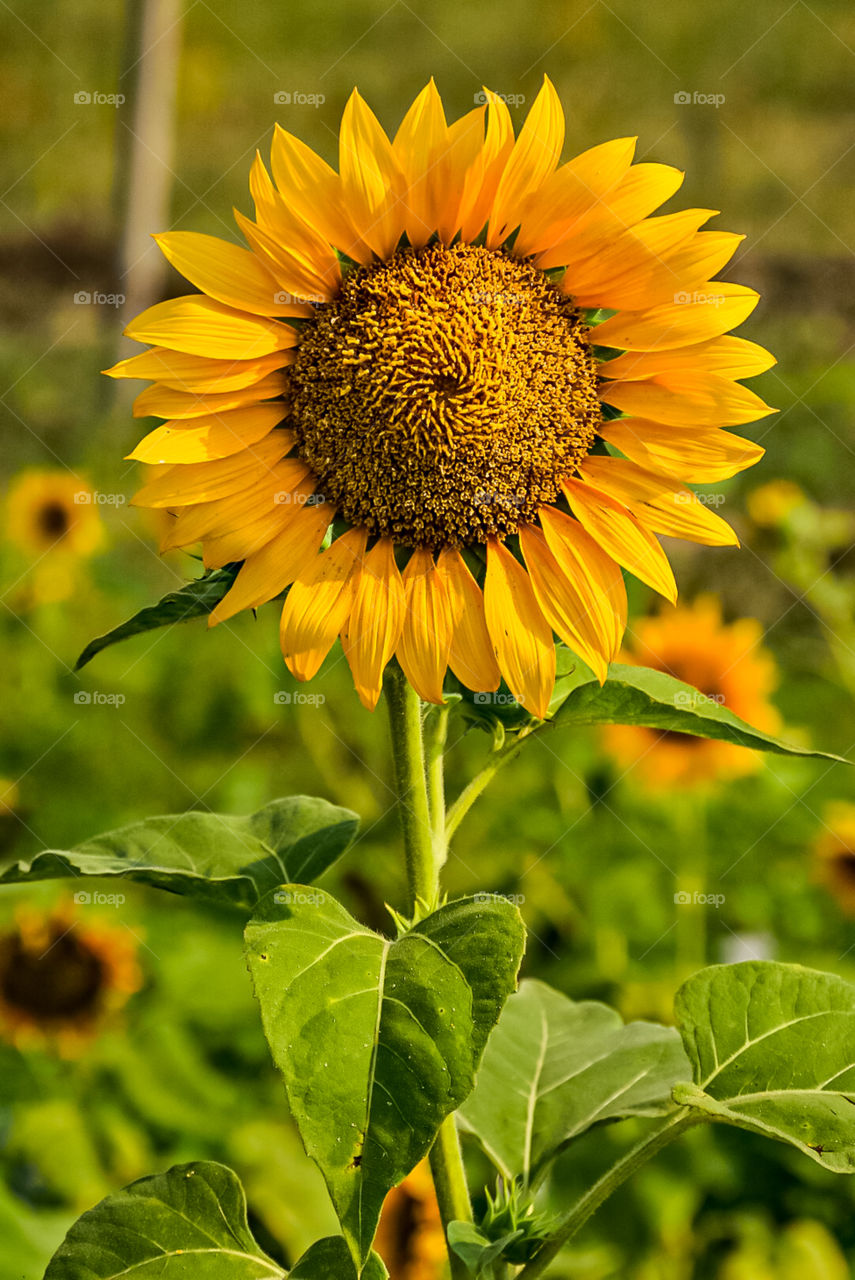 I want to be like a sunflower, so that even on the darkest days I will stand tall and find the sunlight.