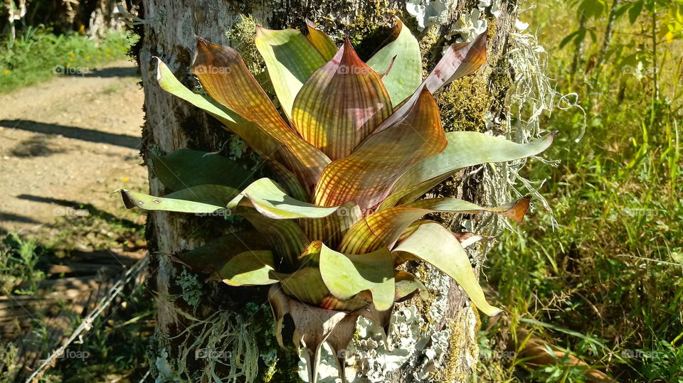BROMELIA COLORIDA