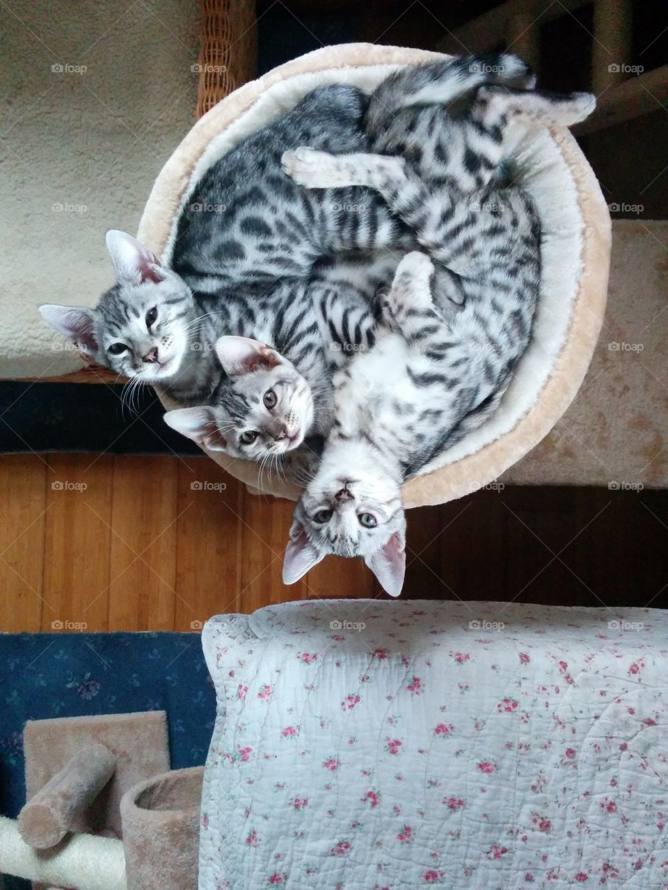 Three kittens