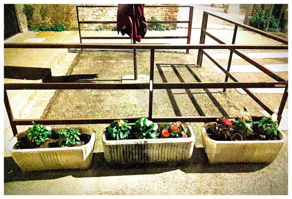 we are three small flower