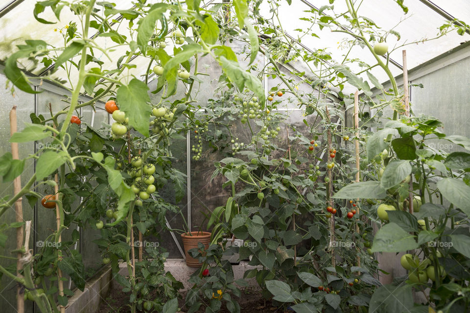 Tomatoes in greenhouse 