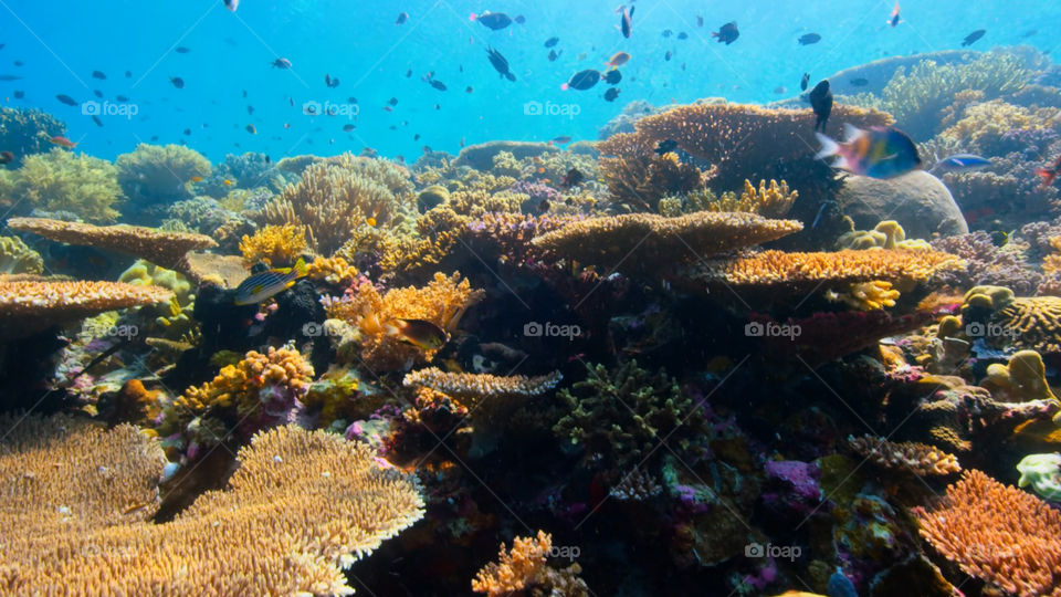 Snorkeling nella barriera corallina