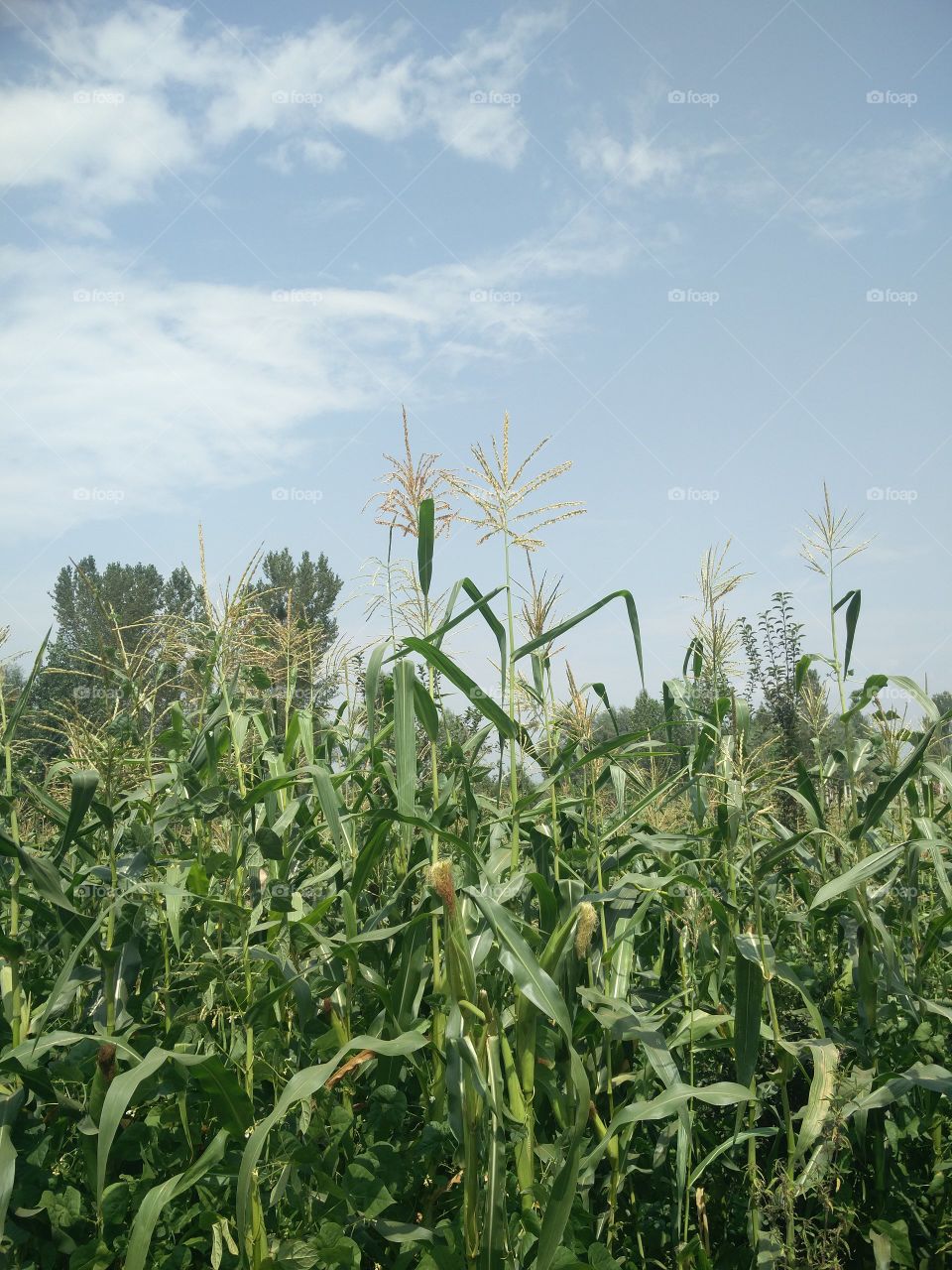 sky cloudy field's 🌽 
📸 Muneeb bhat