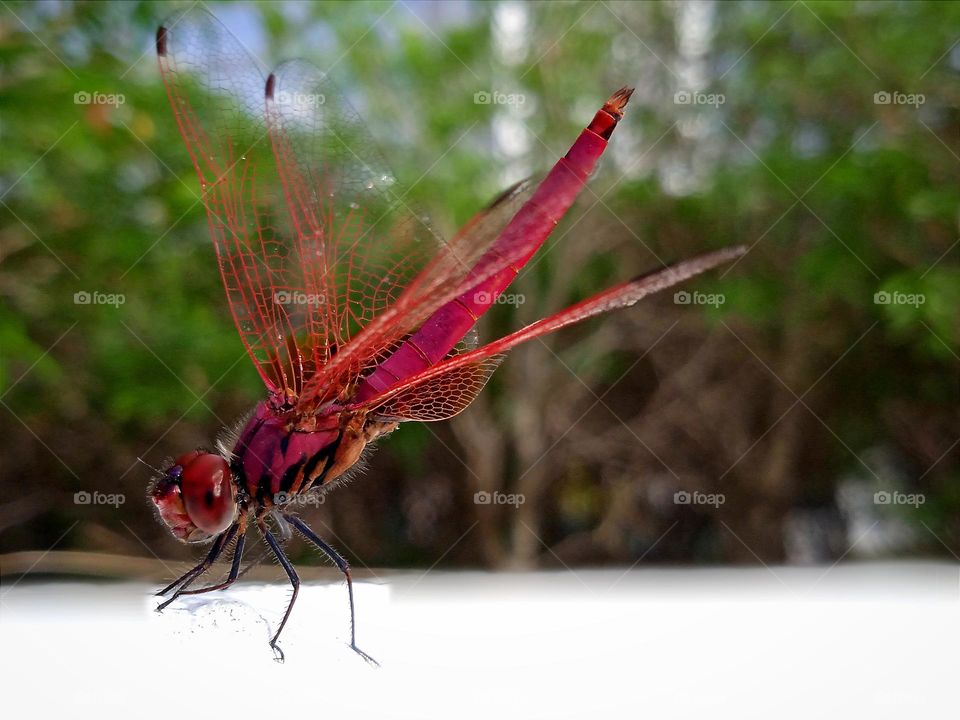 Red dragonfly.