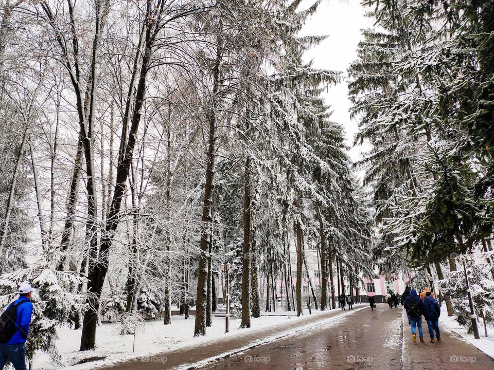 on my way to my university...through a mystical snow forest...