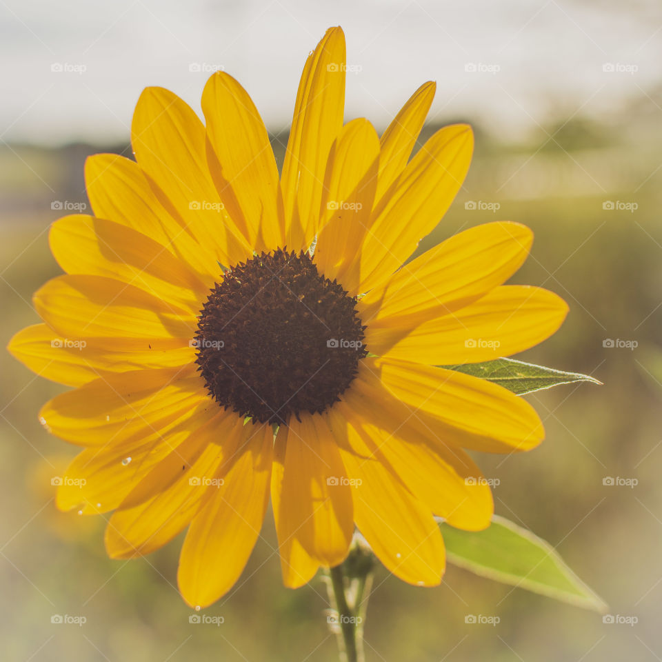 another wild sunflower